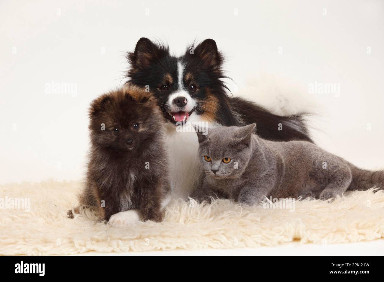 British Shorthair, Mischhund (klein-Pommern) und kleiner Pommern, Welpe, 12 Wochen Stockfoto