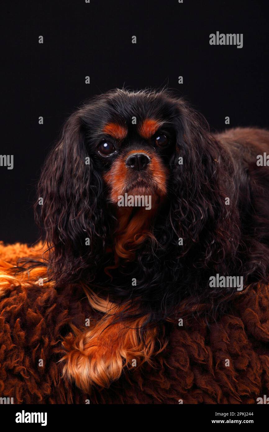 Kavalier König Charles Spaniel, männlich, schwarz-braun, 11 1/2 Jahre alt, alter Hund Stockfoto