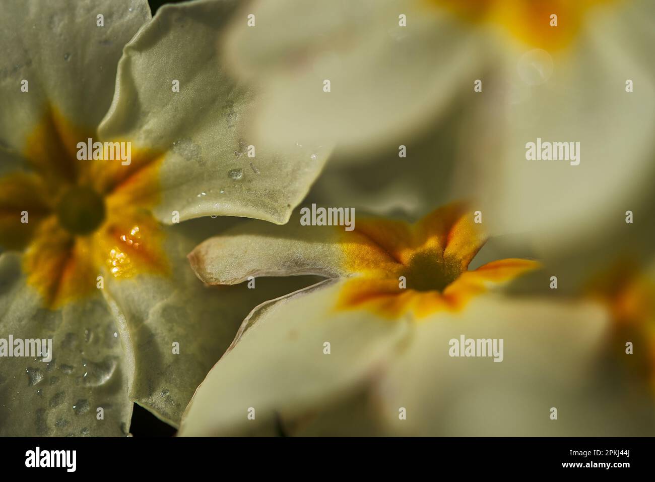 Extreme Nahaufnahme einer Primrose mit Stamen. Primrosen sind eine der frühesten Blumen, die im Frühling zu sehen sind, und begünstigen Waldrodungen. Stockfoto