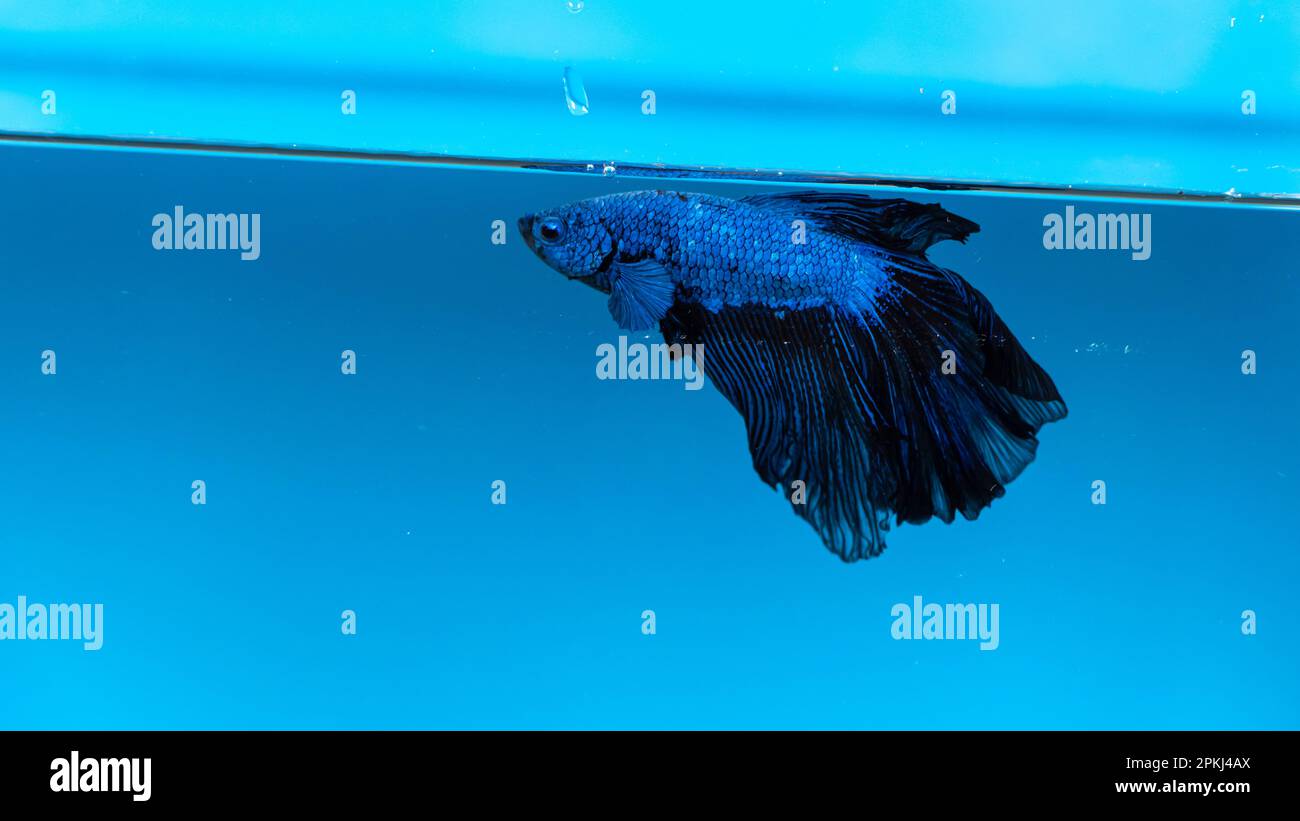 Aquarium Blaue Fischjäger im Aquarium mit schwarzen Schwänzen Stockfoto