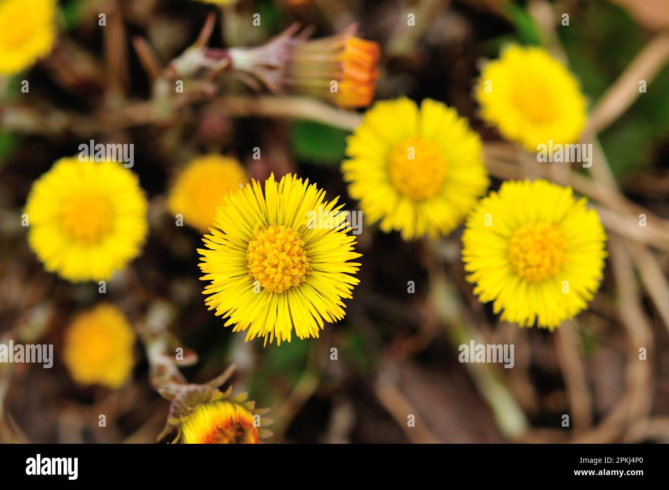 Die Blüte des Kaltfußes (Tussilago farfara) Stockfoto