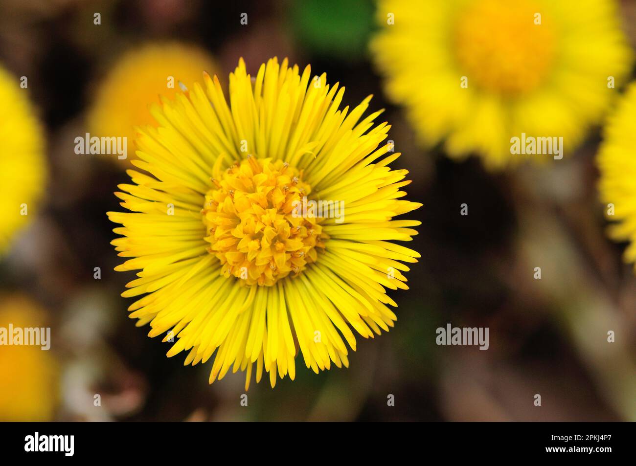 Die Blüte des Kaltfußes (Tussilago farfara) Stockfoto
