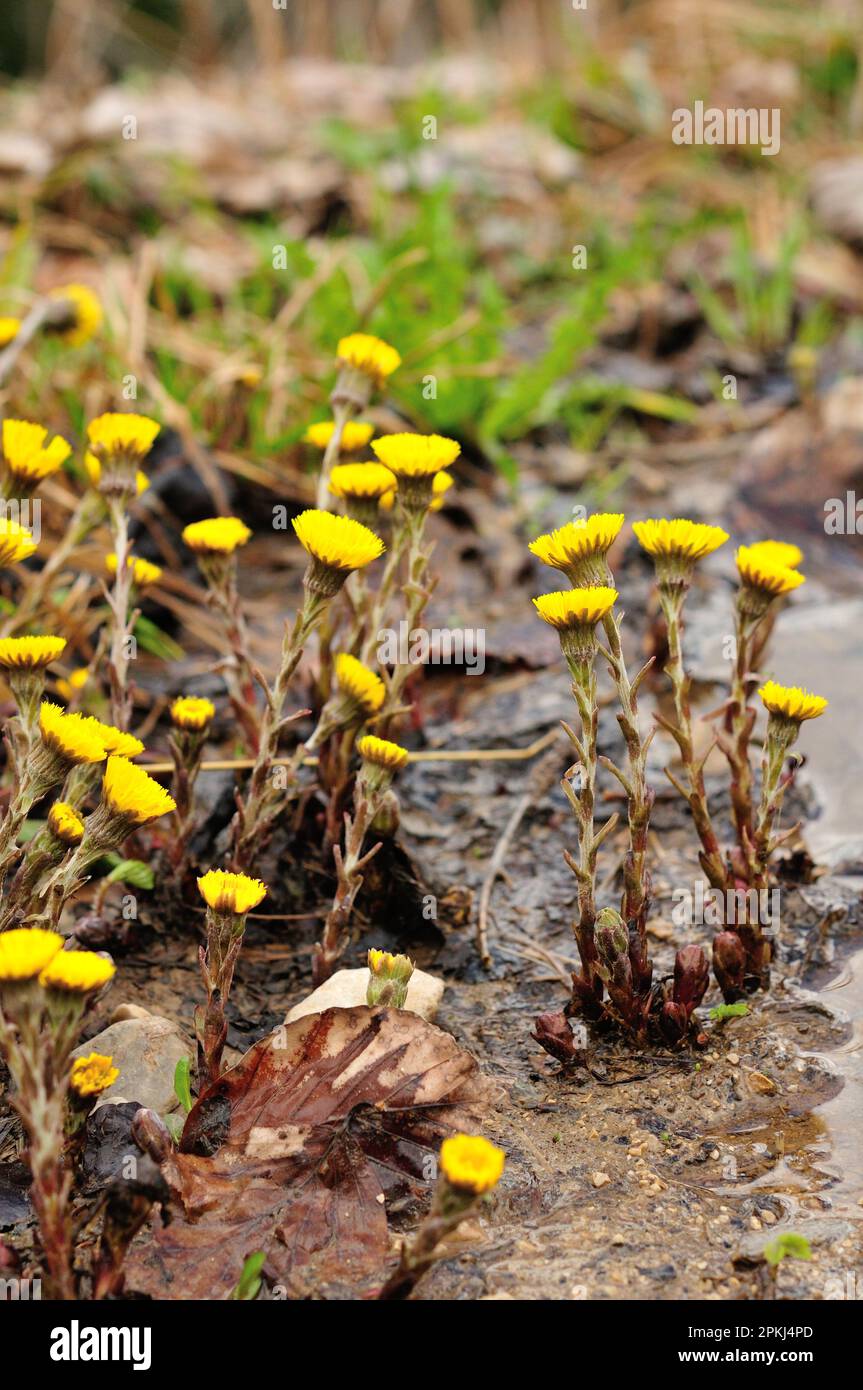 Die Blüte des Kaltfußes (Tussilago farfara) Stockfoto