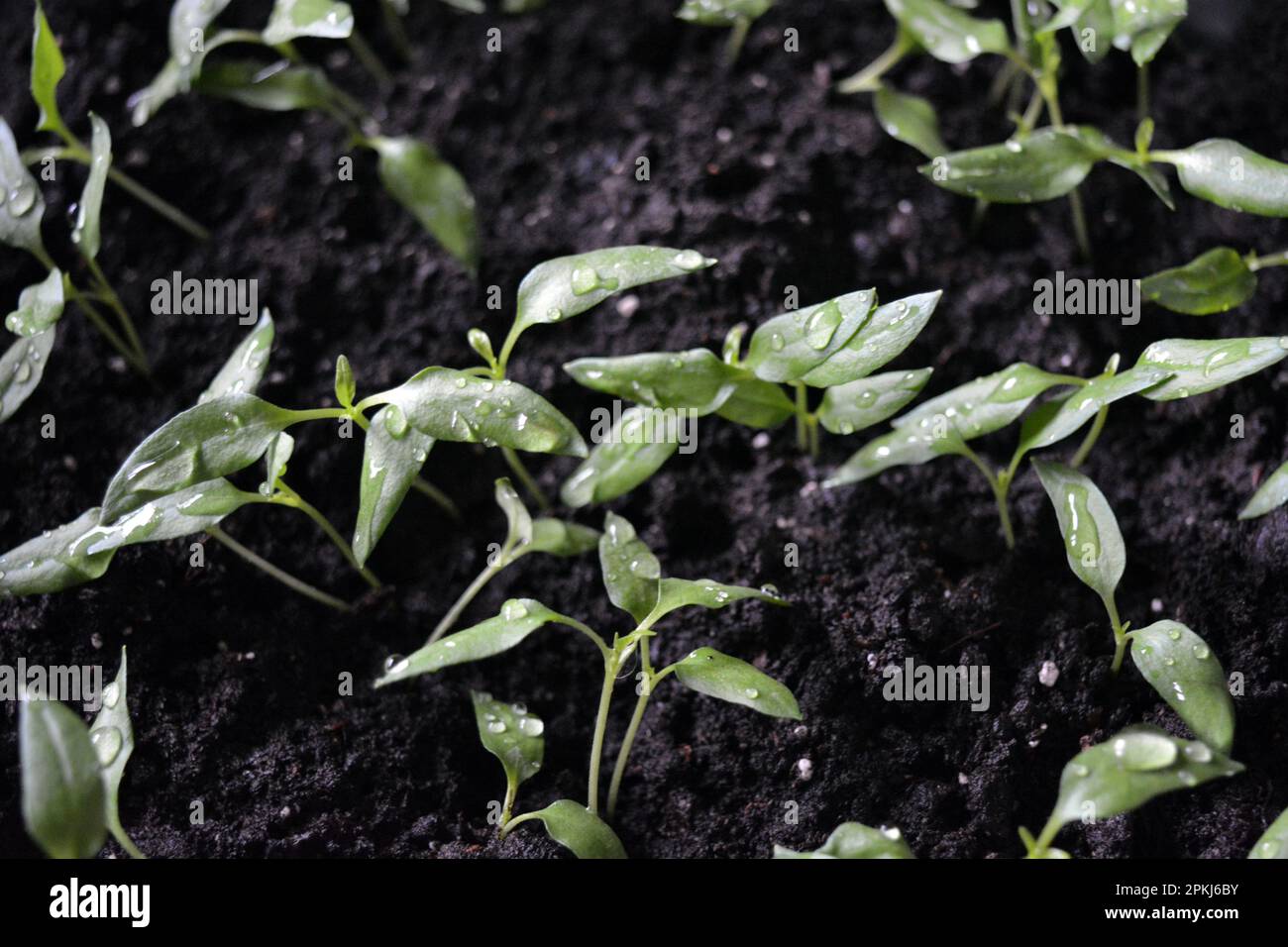 Hausgemachte junge Setzlinge aus süßem Paprika in schwarzem Boden, Gemüseböden. Stockfoto