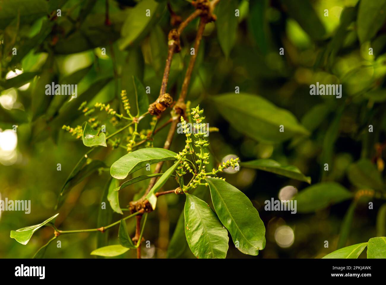 Melinjo, Gnetum gnemon, junge Früchte auf dem Baum, flacher Fokus Stockfoto