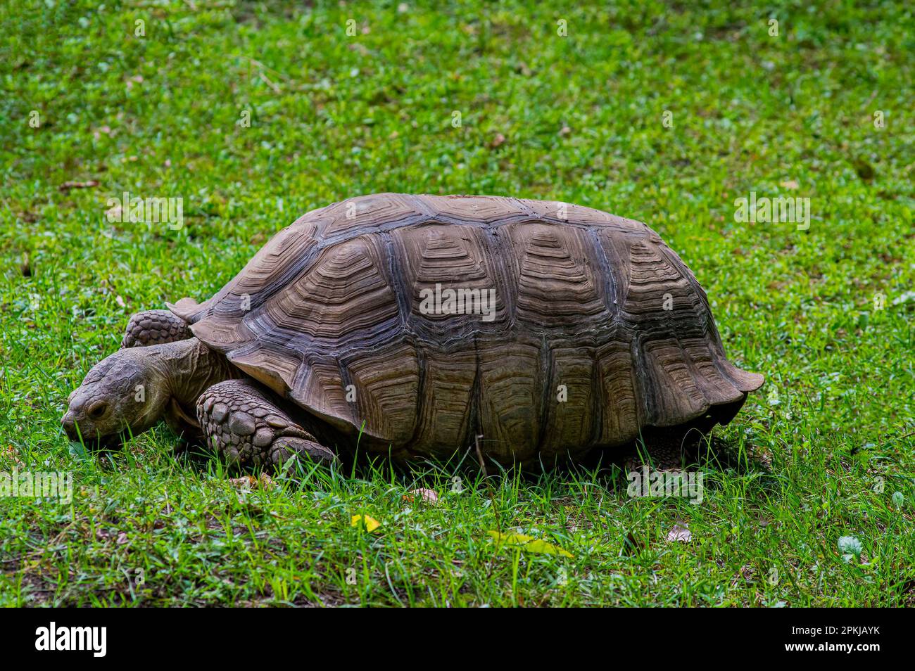Landtier Aldabrachelys gigantea Schildkröte auf grünem Gras. Landschildkröte. Familien Aldabrachelys. Die Hülle eines riesigen Tieres. Tierwelt der Natur Stockfoto
