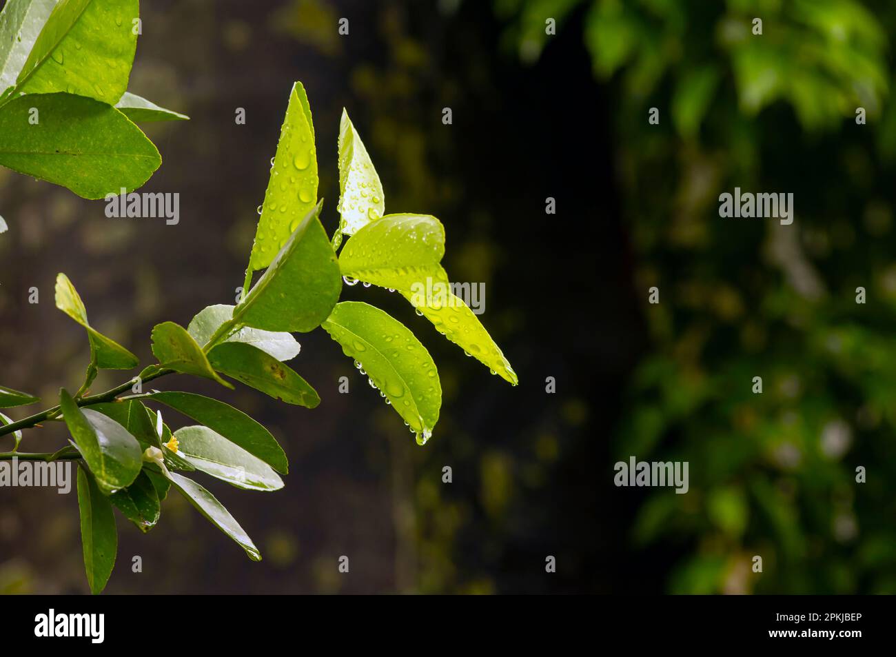 Frische Zitrone, Limette (Citrus aurantifolia) grüne Blätter mit Spritzwasser Stockfoto