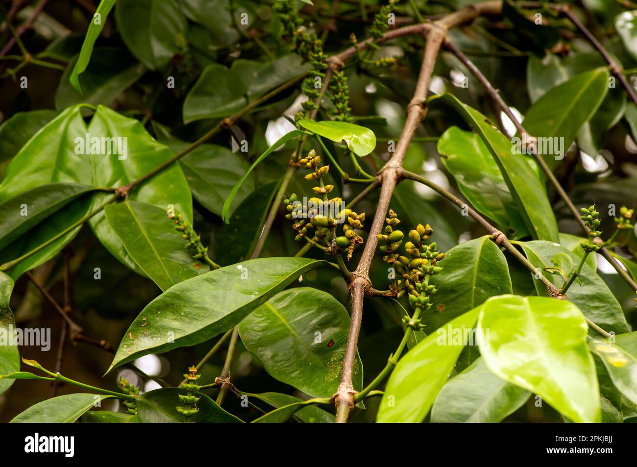 Melinjo, Gnetum gnemon, junge Früchte auf dem Baum, flacher Fokus Stockfoto