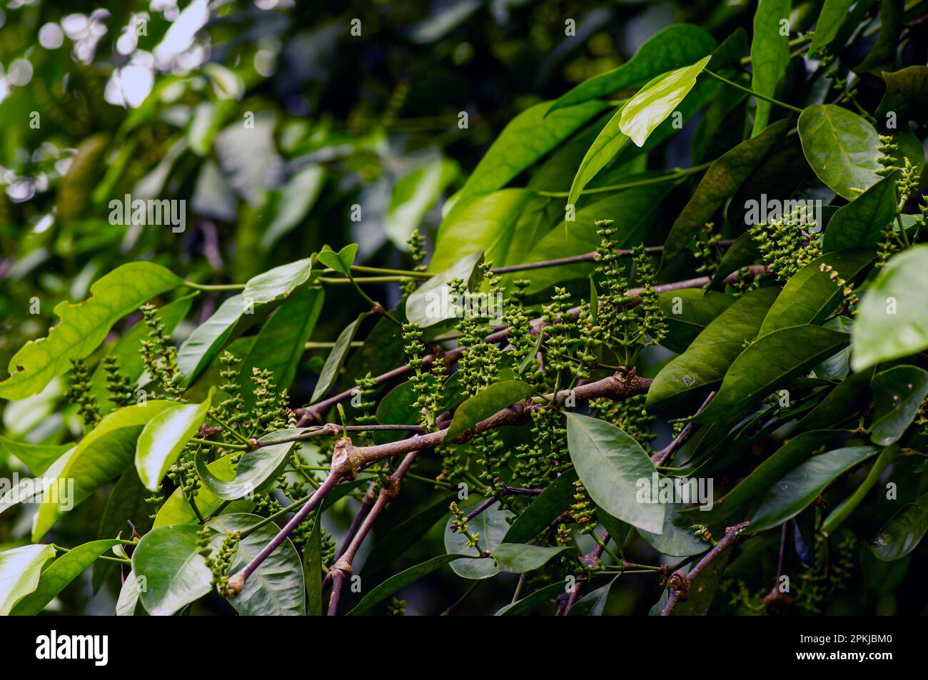 Melinjo, Gnetum gnemon, junge Früchte auf dem Baum, flacher Fokus Stockfoto
