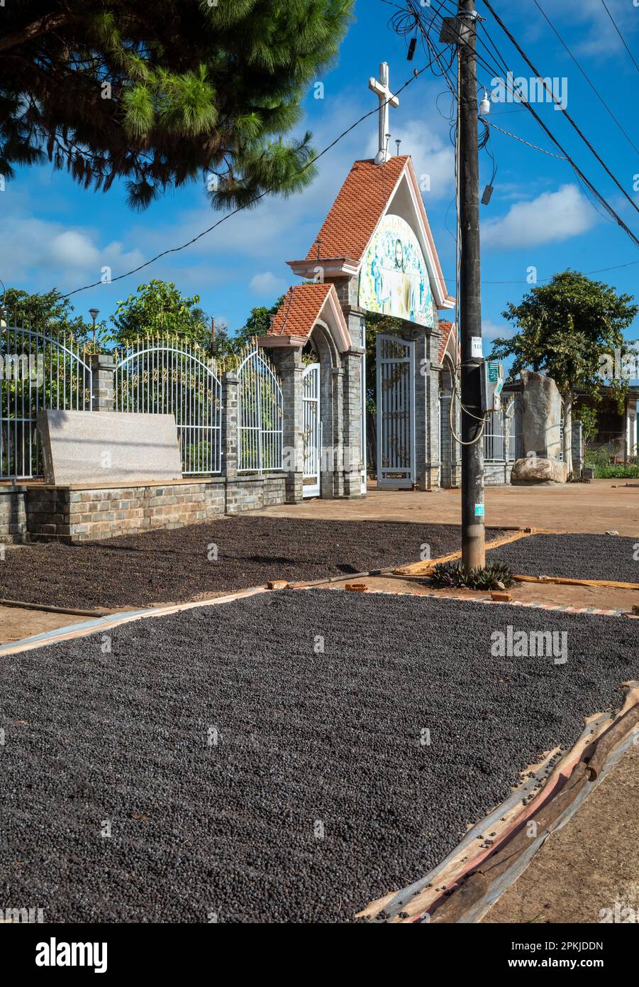 Frisch gepflückte Kaffeekirschen trocknen auf dem Bürgersteig vor der katholischen Hoang Yen Kirche in Chu Prong, Provinz Gia Lai, Vietnam. Stockfoto
