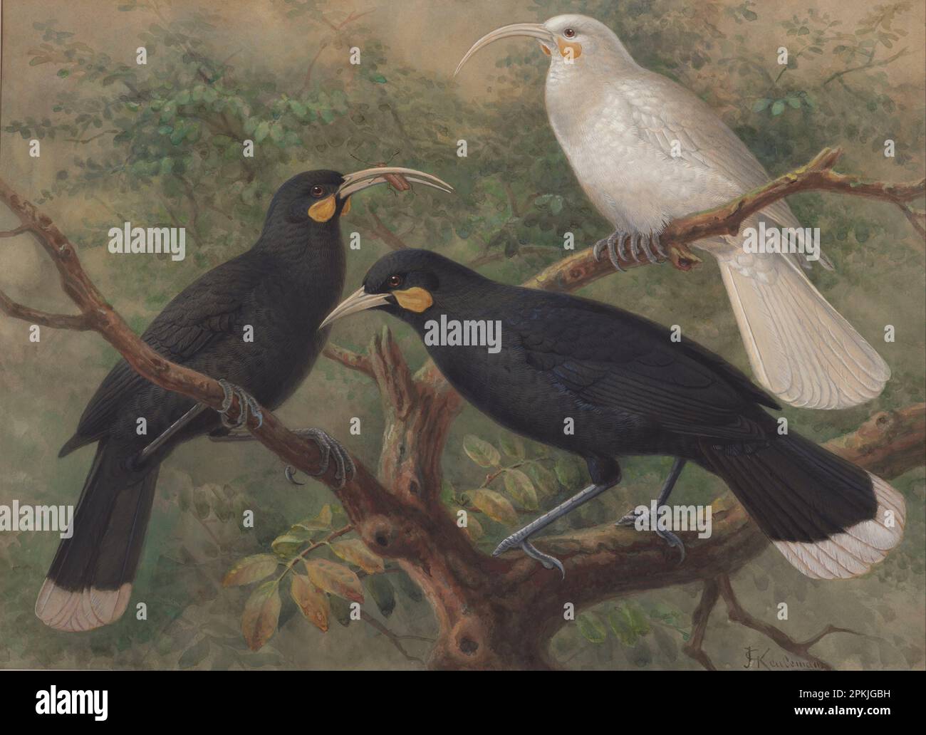 Drei Huia (Heteralocha acutirostris), ca. 1900 von John Gerrard Keulemans Stockfoto