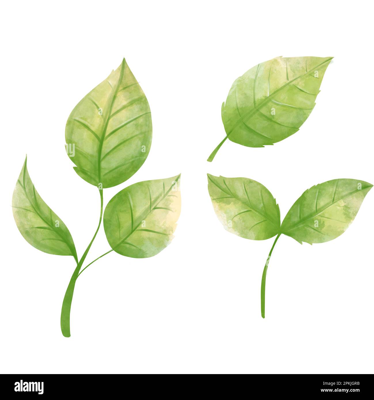 Aquarell Roses verlässt Clipart für spezielle Kompositionen. Stockfoto