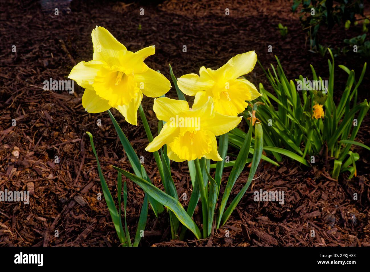 3 gelbe Narzissen, Frühlingsblumen, Zwiebeln, Natur, brauner Mulch, Repräsentiere Wiedergeburt und Neuanfänge, alias Narcissus, Familie Amaryillis, 13.000+ Variet Stockfoto
