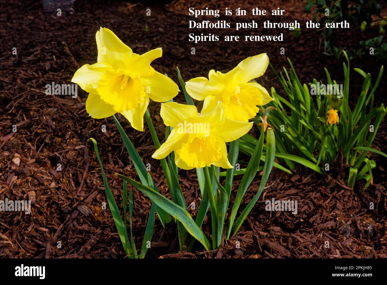 3 gelbe Narzissen, Frühlingsblumen, Zwiebeln, Natur, brauner Mulch, Repräsentiere Wiedergeburt und Neuanfänge, alias Narcissus, Familie Amaryillis, 13.000+ Variet Stockfoto