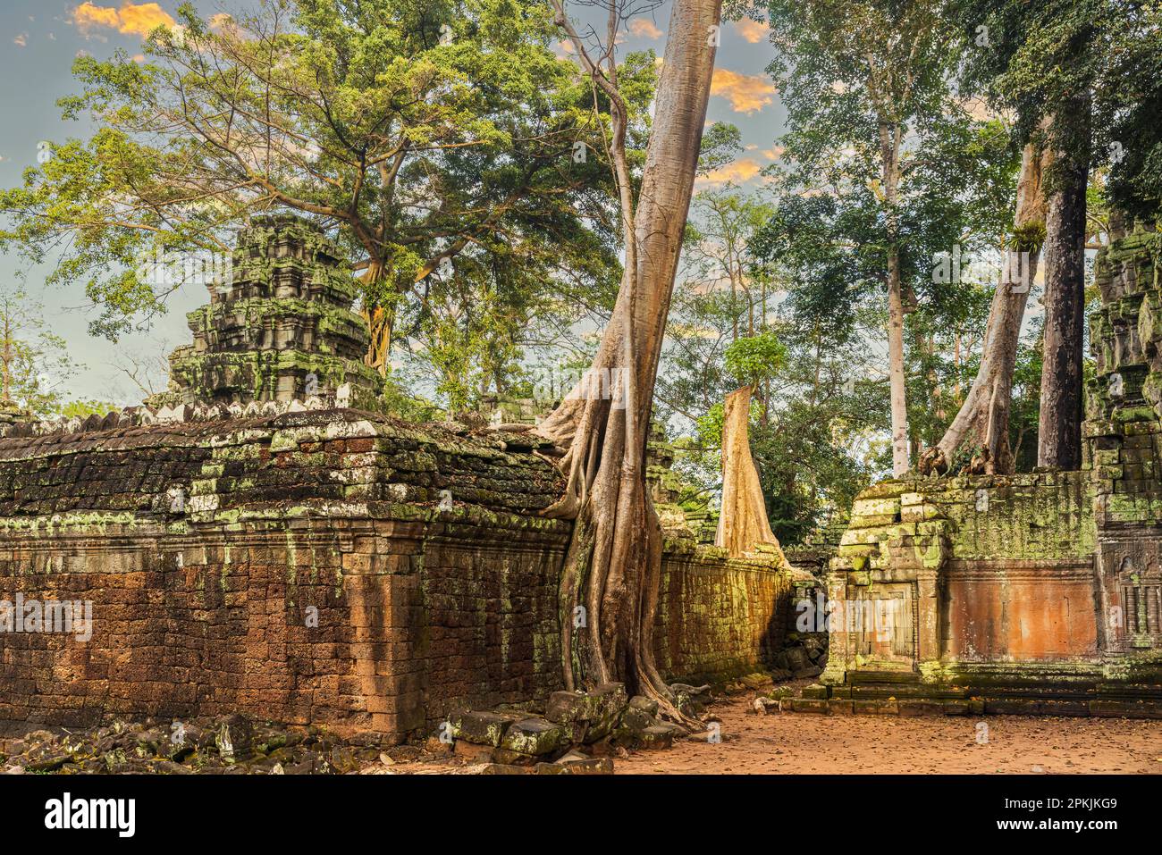 Atemberaubender Blick auf den Ta Prohm Tempel mit einem großen alten Baum in Siem Reap, Kambodscha Stockfoto
