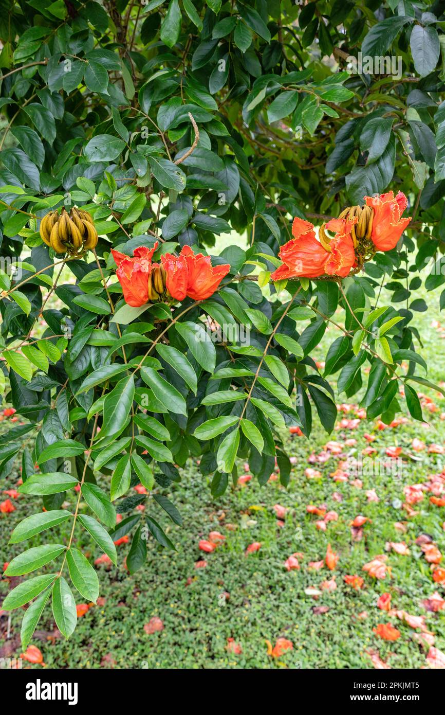 Blühende orangefarbene Spathodea campanulata oder afrikanischer Tulpenbaum. Bedugul, Bali, Indonesien. Stockfoto