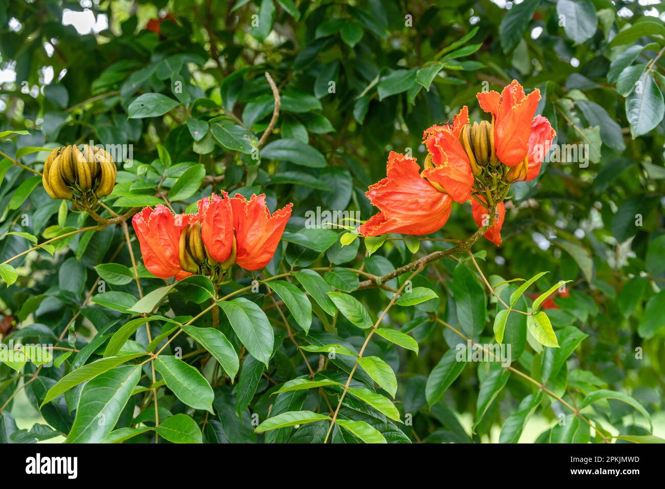 Blühende orangefarbene Spathodea campanulata oder afrikanischer Tulpenbaum. Bedugul, Bali, Indonesien. Stockfoto