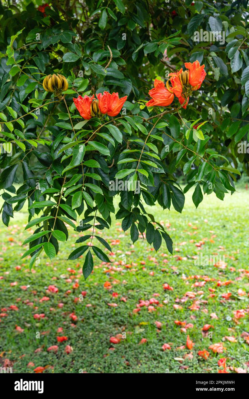 Blühende orangefarbene Spathodea campanulata oder afrikanischer Tulpenbaum. Bedugul, Bali, Indonesien. Stockfoto