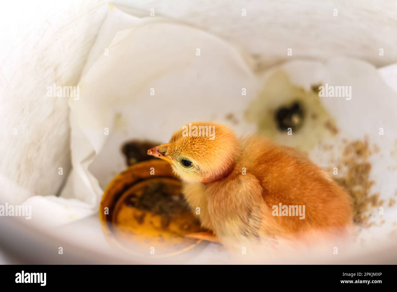Hühnerbabys auf weißem Hintergrund. Süße kleine gelbe Tussi auf dem Bauernhof mit Blick von oben. Schließen. Lustiges Hühnchen-Haustier. Unscharf. Stockfoto