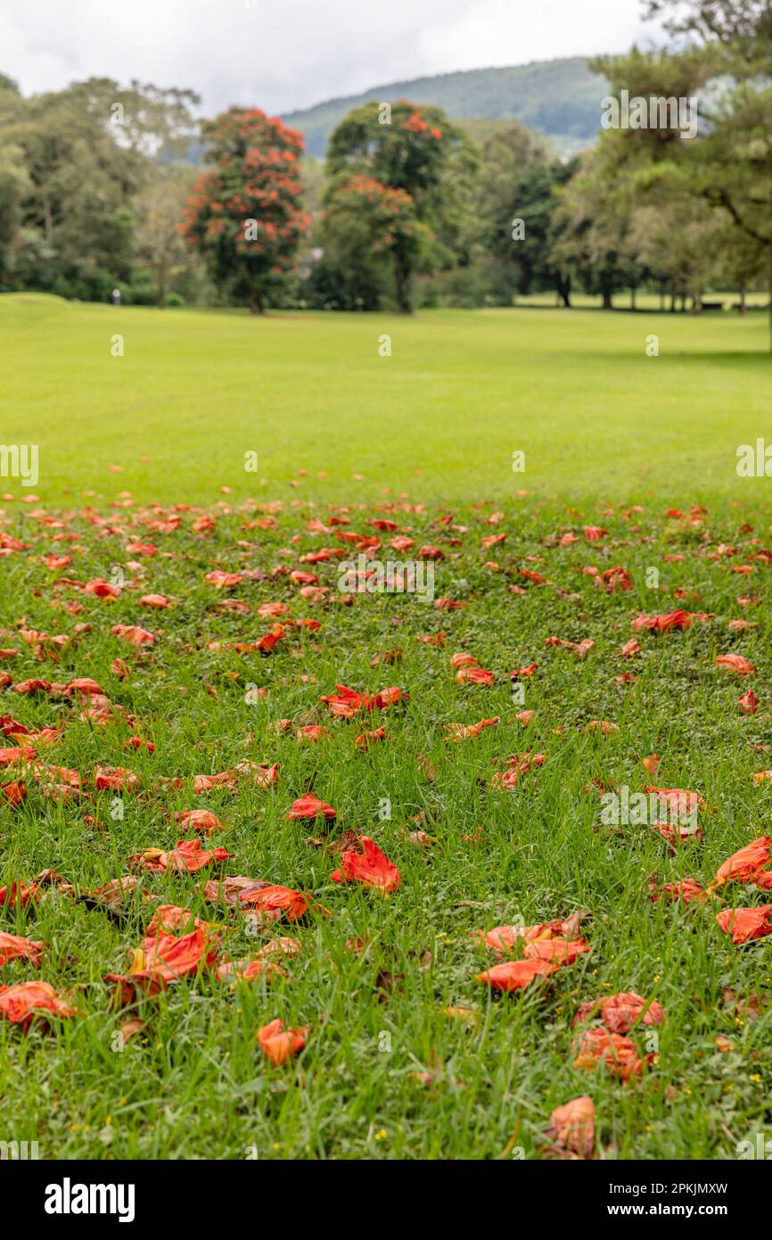 Blühende orangefarbene Spathodea campanulata oder afrikanischer Tulpenbaum. Bedugul, Bali, Indonesien. Stockfoto