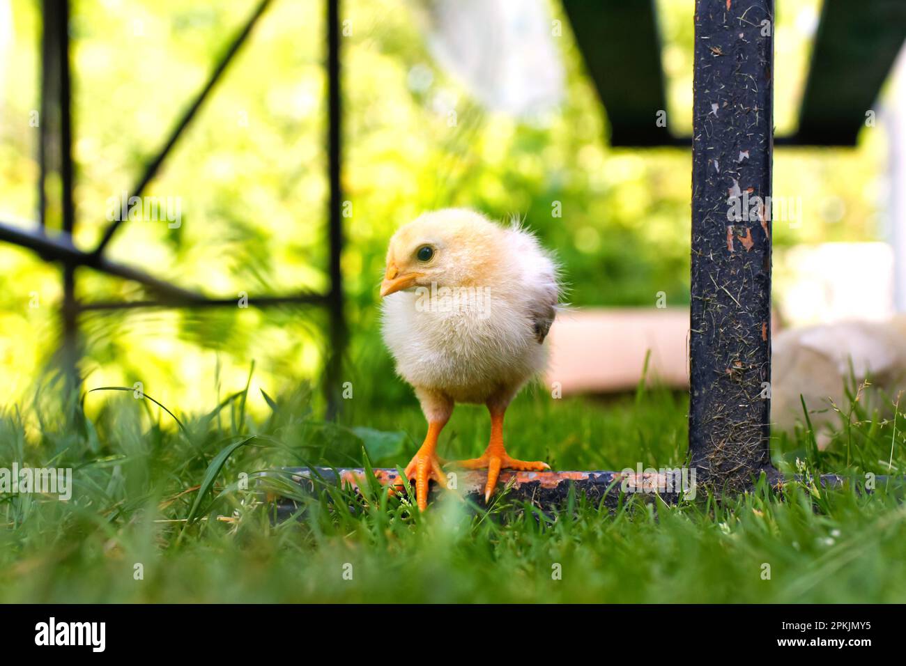 Gelbes Hühnchen. Unschärfe ein kleines Huhn auf einem grünen, verschwommenen Naturhintergrund. Weißes, junges Huhn läuft. Unscharf. Stockfoto
