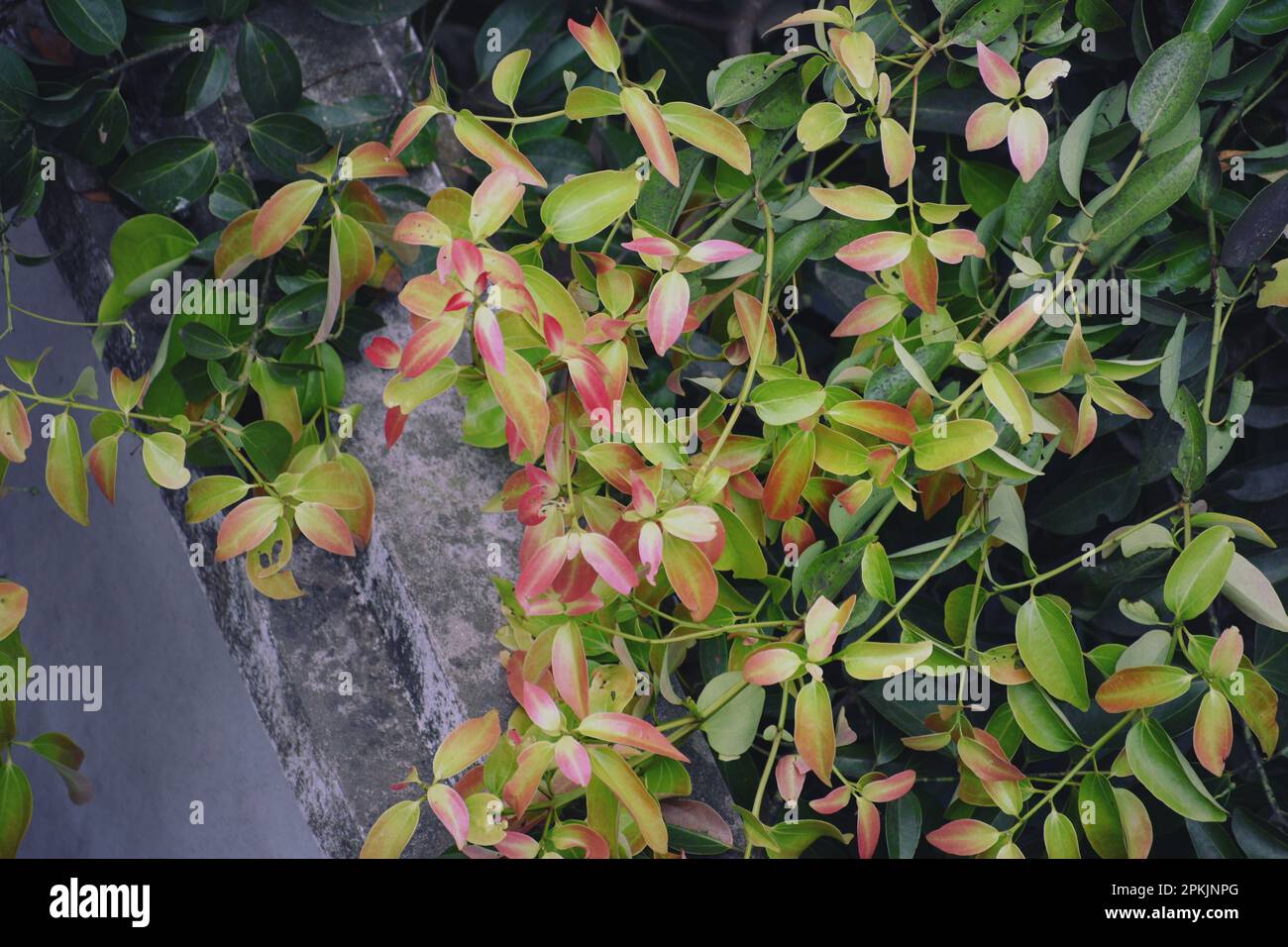 Zimtbaum mit bunten Blättern Stockfoto