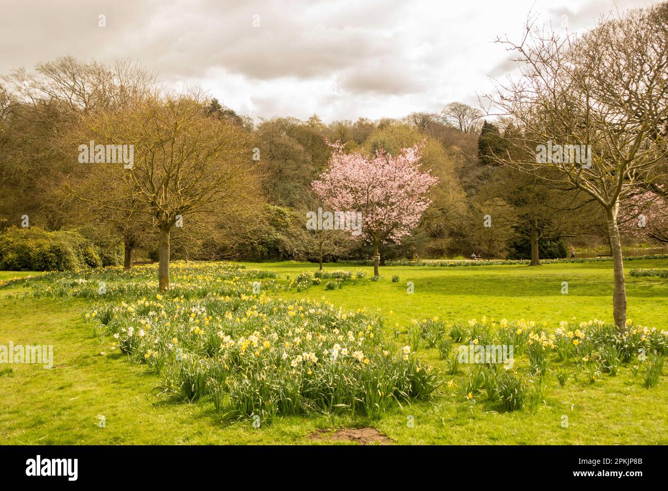 Frühlingsblick auf die Gärten im Temple Newsam, Leeds, Yorkshire, England, Großbritannien Stockfoto