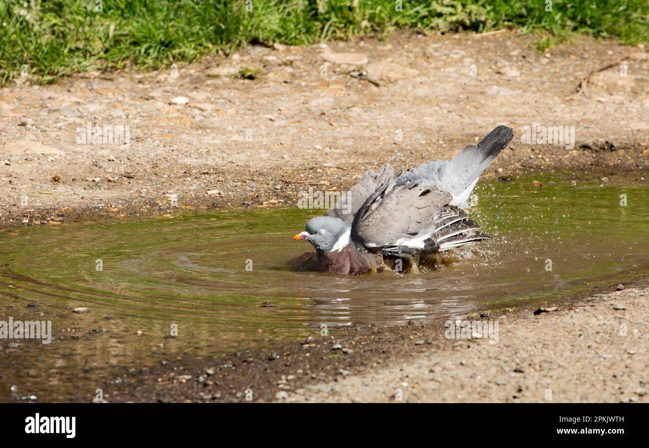 Eine ausgewachsene Taube, Columba Palumbus, badet bei warmem Wetter im April in der Nähe von Wohnungen in einer Pfütze. North Dorset England GB Stockfoto