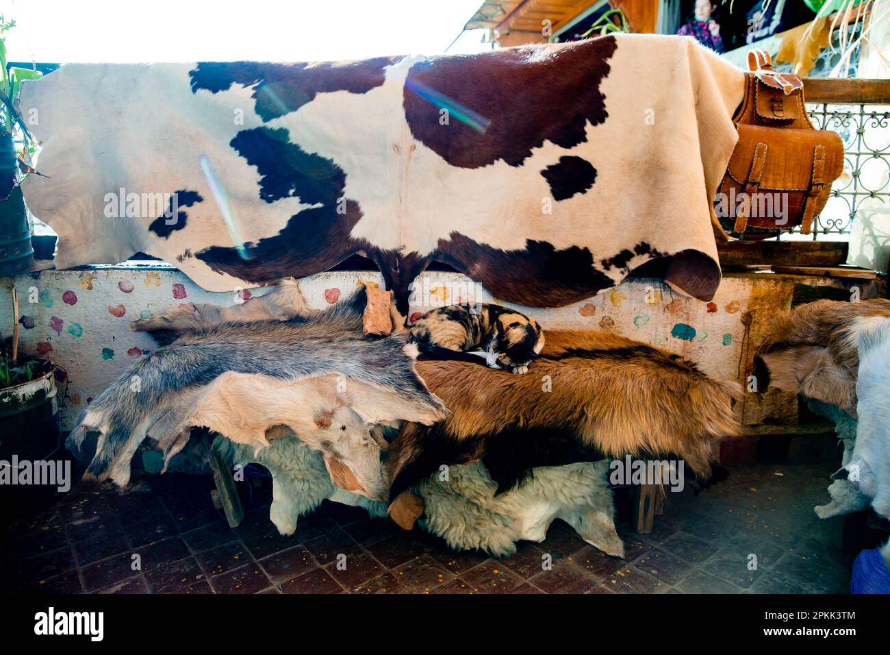 Tierhäute sind in Fès Medina Marokko ausgestellt Stockfoto