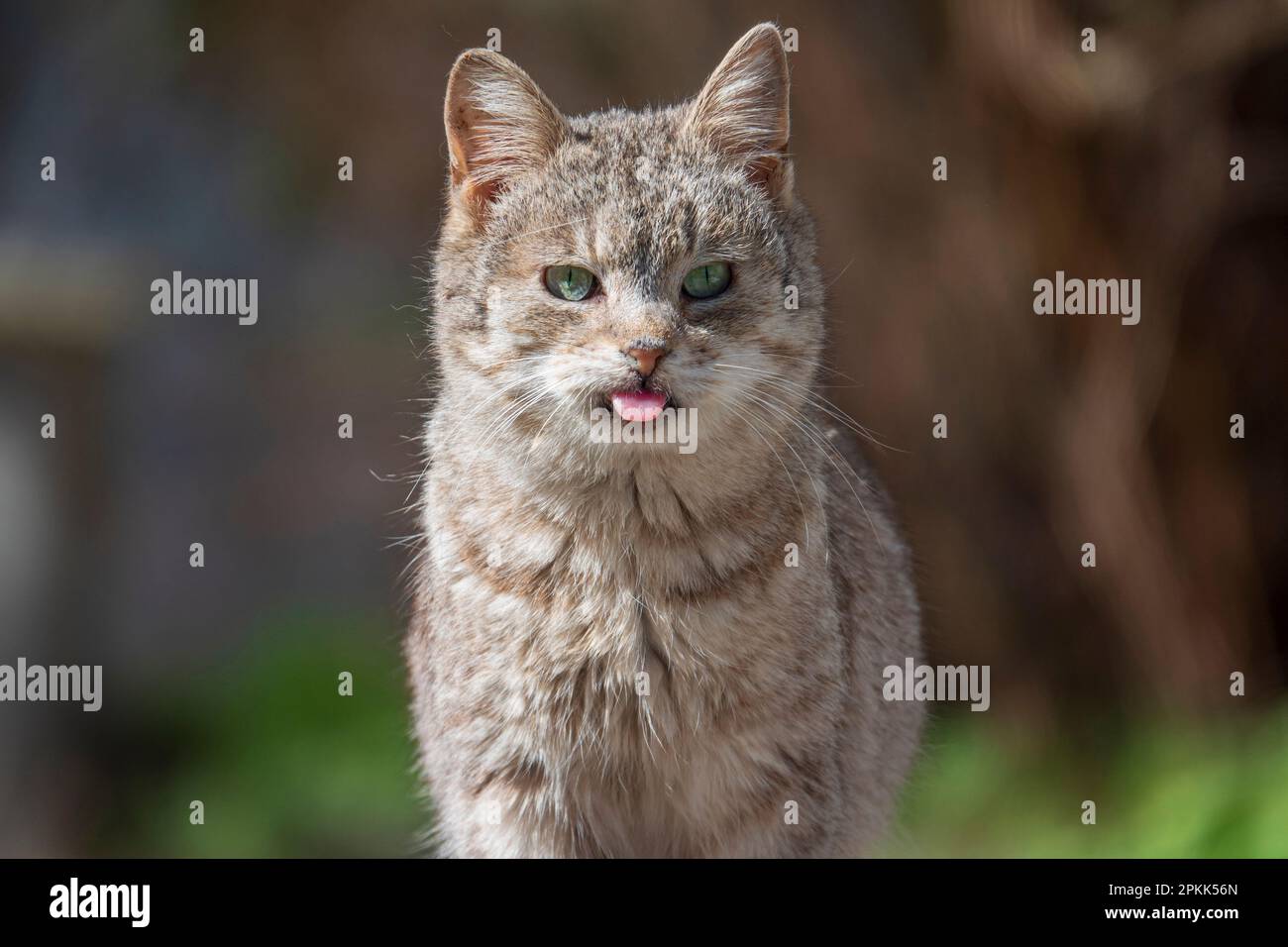 Porträt einer erkrankten Katze mit genetischer Erkrankung. Verwundete streunende Katze. Stockfoto