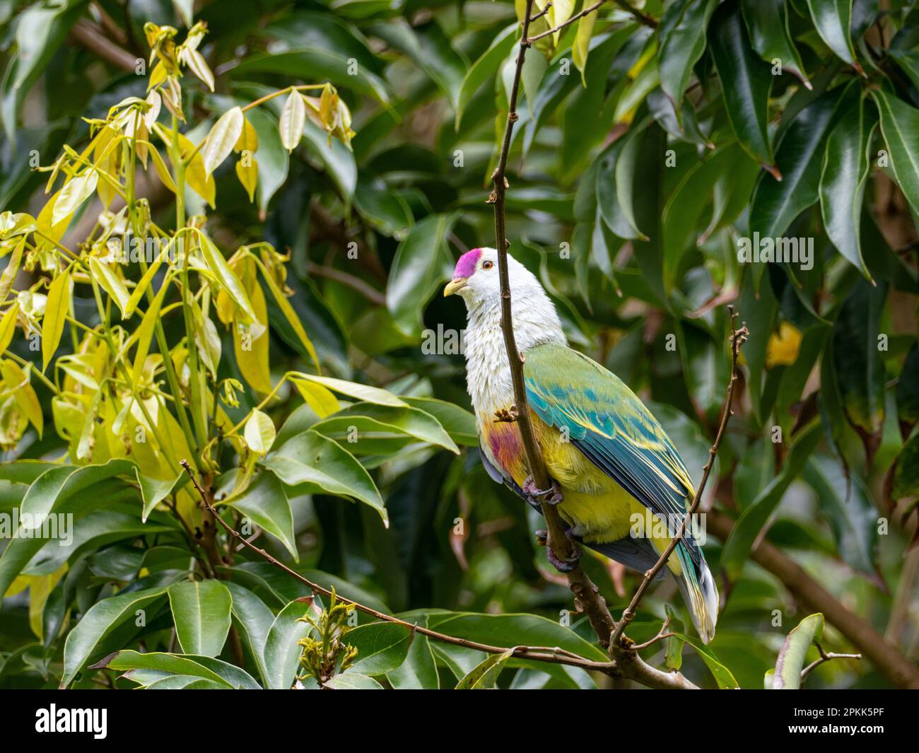 Cookinseln Fruchttaube, Ptilinopus rarotongensis, ein wunderschöner einheimischer Vogel, der auf der Insel Rarotonga zu finden ist Stockfoto