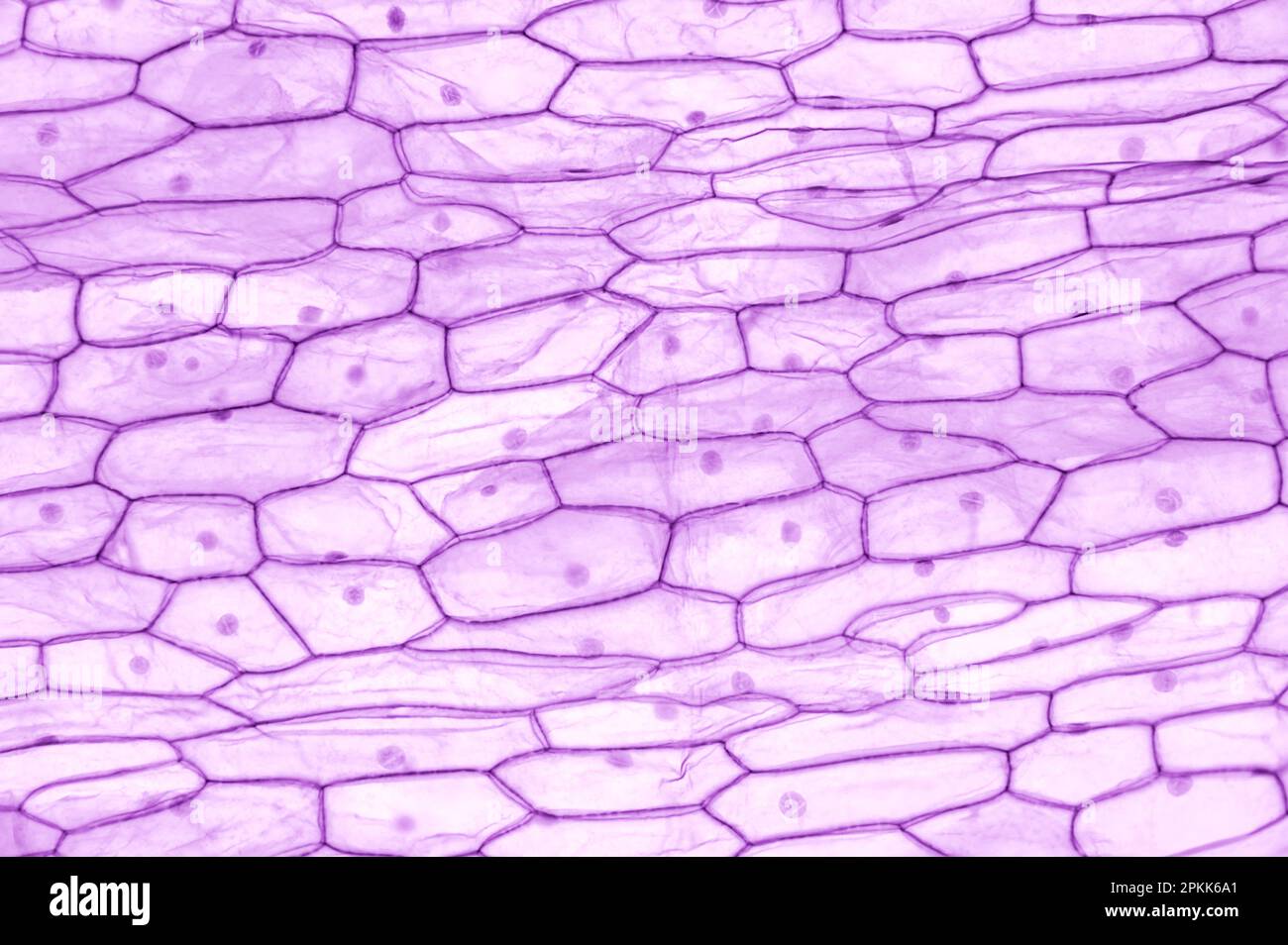 Zwiebelepidermis, ganze Halterung, 20X-Lichtmikroskop. Grosse epidermale Zellen von Allium cepa. Einlagig. Stockfoto