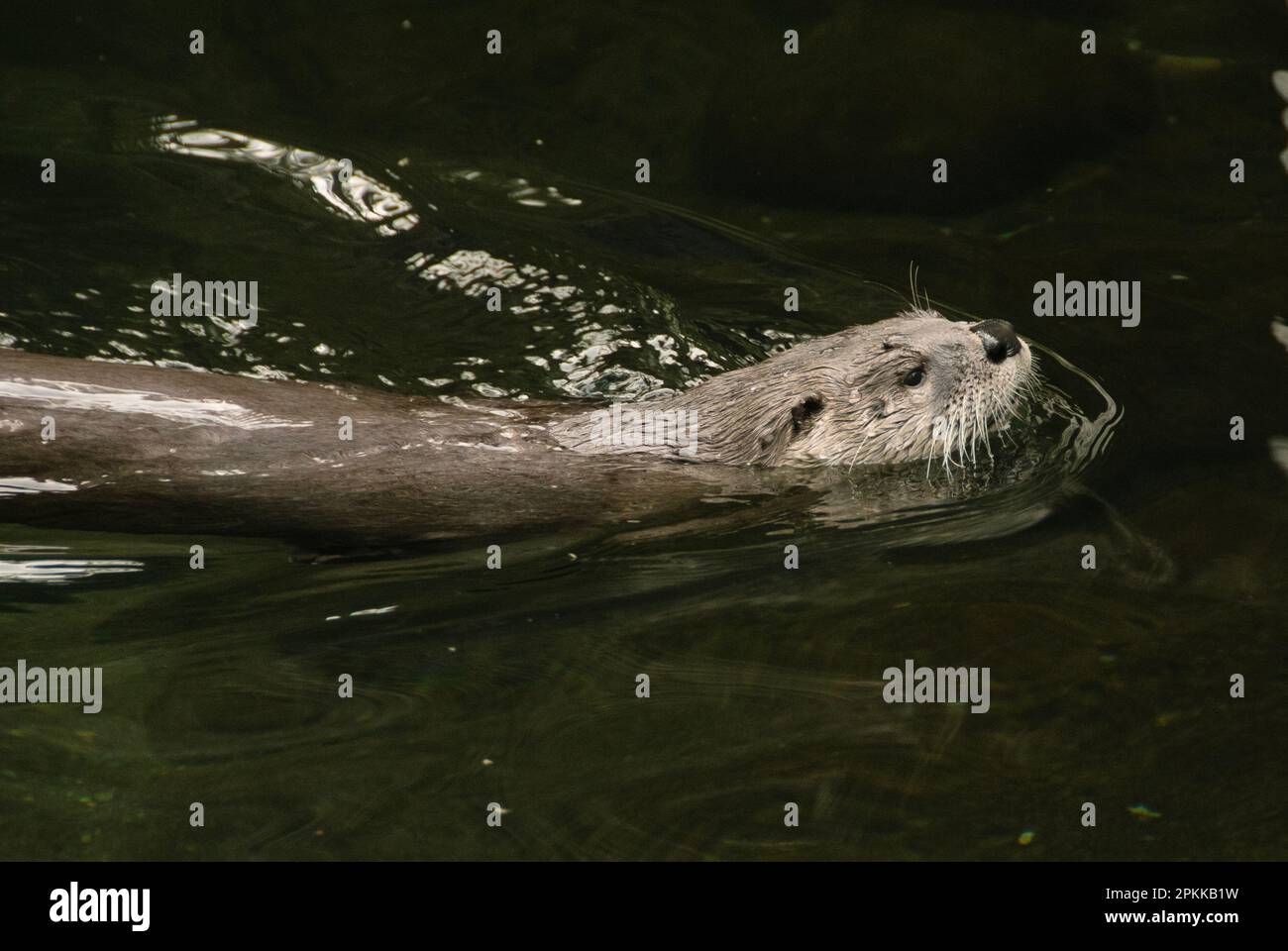 Flussotter (Lontra canadensis), Schwimmen Stockfoto