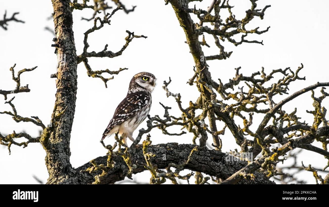 Eine kleine Eule, eine Eule der Athene, eine Eule der Minerva ( Athene noctua ), die sich in einem alten Apfelbaum erhebt und seltsamerweise in die Ferne blickt Stockfoto