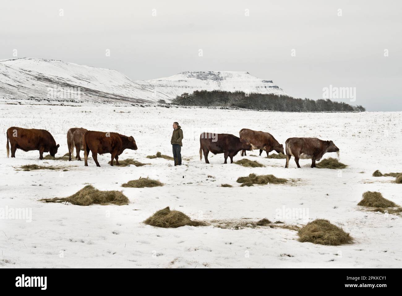 Red Poll Rinder „Conservation Grazing“, Ingleborough National Nature Reserve, Yorkshire Dales National Park. Fütterung von Winterheu durch Schnee. Stockfoto