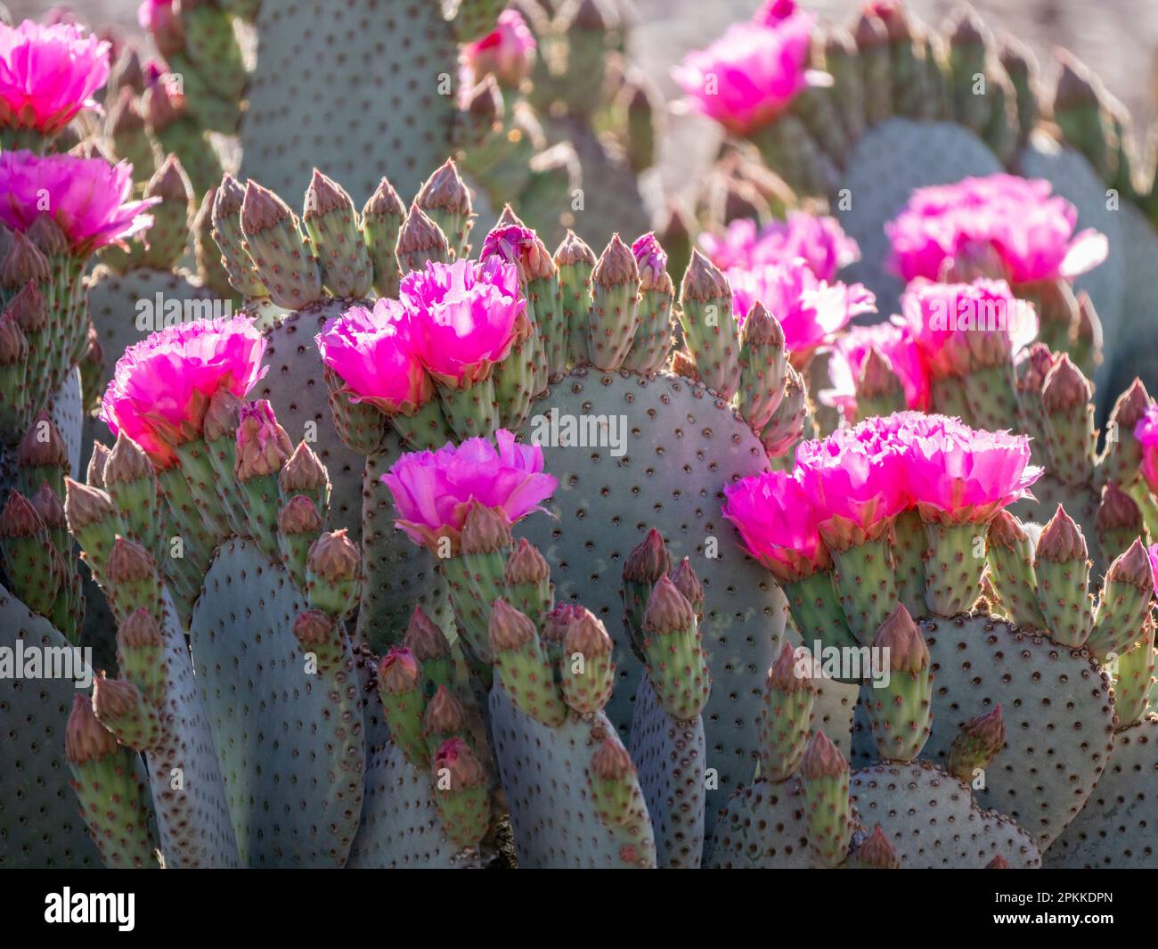 Ein beavertail pkicklypear cactus (Opuntia basilaris), blühend in Thong Chul, Tucson, Arizona, Vereinigte Staaten von Amerika, Nordamerika Stockfoto