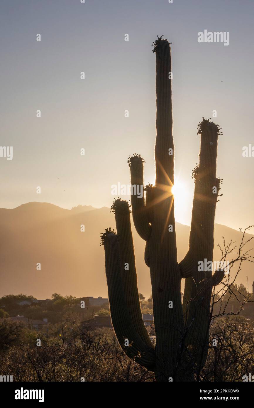 Saguarokaktus (Carnegiea gigantea), fotografiert bei Sonnenaufgang im Sweetwater Preserve, Tucson, Arizona, USA, Nordamerika Stockfoto