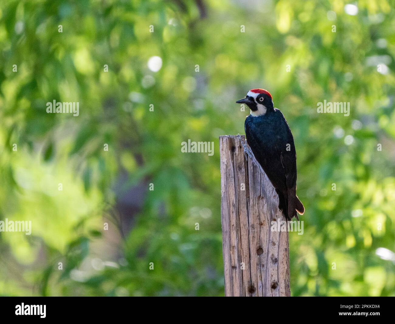 Ein erwachsener männlicher Eichelspecht (Melanerpes formicivorous), Madera Canyon, Süd-Arizona, Arizona, Vereinigte Staaten von Amerika, Nordamerika Stockfoto
