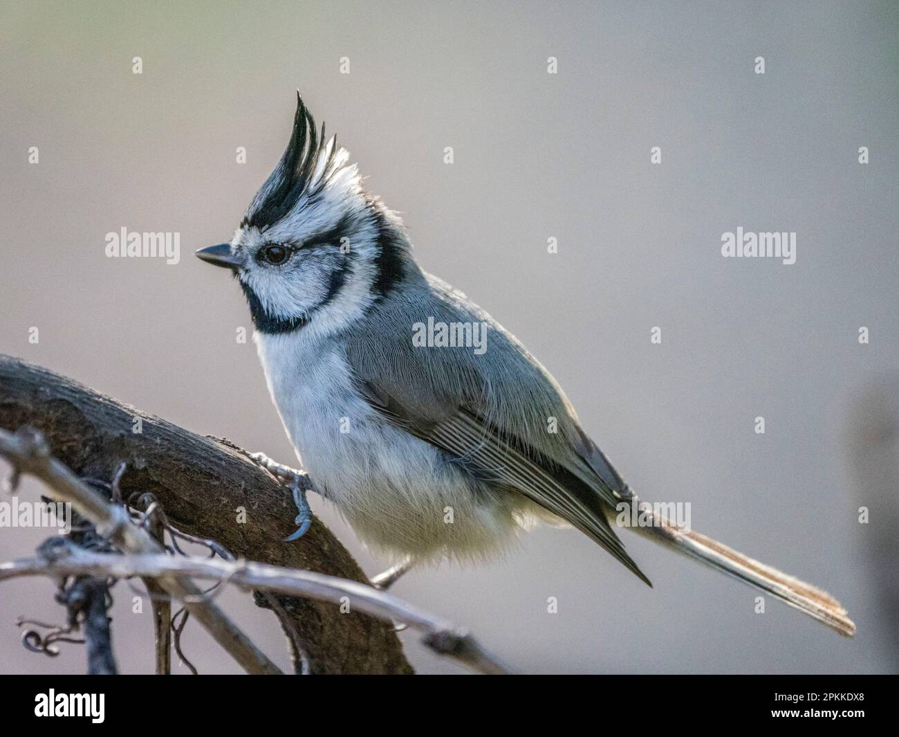 Eine Erwachsene gebrückte Tittenmaus (Baeolophus wollweberi), Madera Canyon, Süd-Arizona, Arizona, Vereinigte Staaten von Amerika, Nordamerika Stockfoto