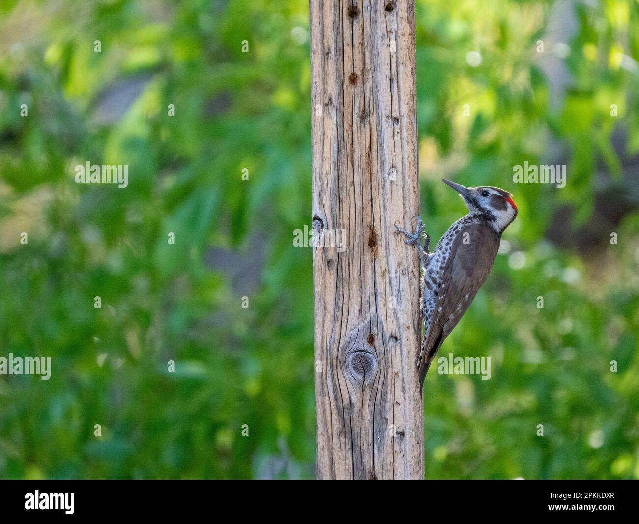 Ein junger Eichelspecht (Melanerpes formicivorous), Madera Canyon, Süd-Arizona, Arizona, Vereinigte Staaten von Amerika, Nordamerika Stockfoto