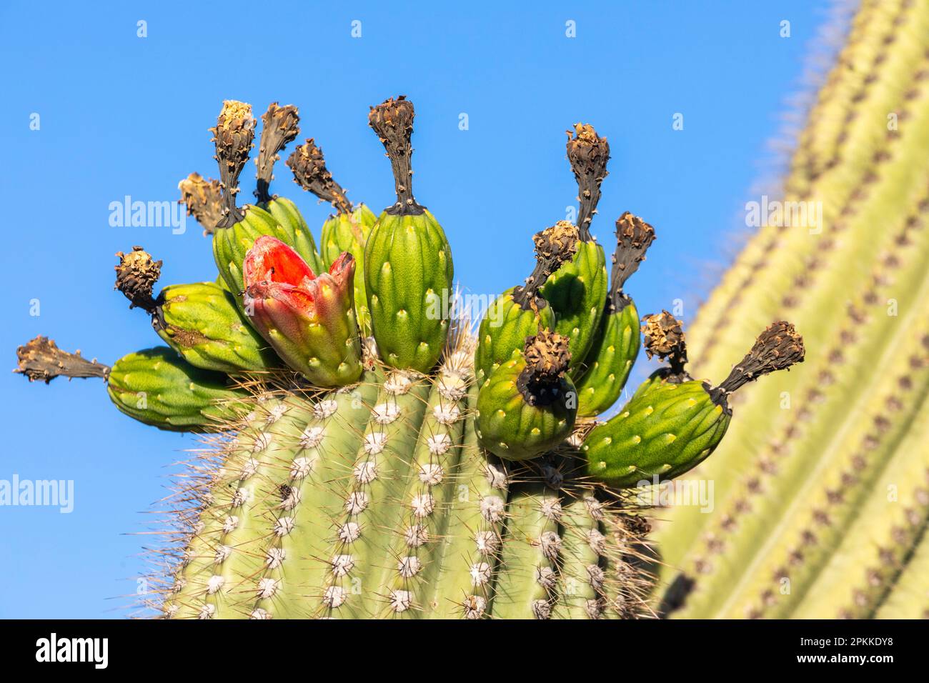 Fruiting saguaro cactus (Carnegiea gigantea), in Blüte im Juni, Sweetwater Preserve, Tucson, Arizona, Vereinigte Staaten von Amerika, Nordamerika Stockfoto