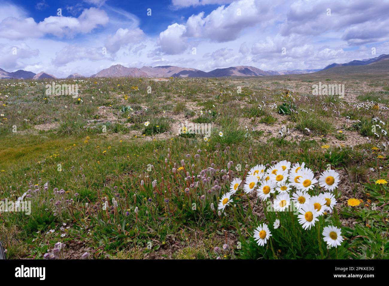 Alpine Daisy, Tian Shan Mountains, Naryn Region, Kirgisistan, Zentralasien, Asien Stockfoto