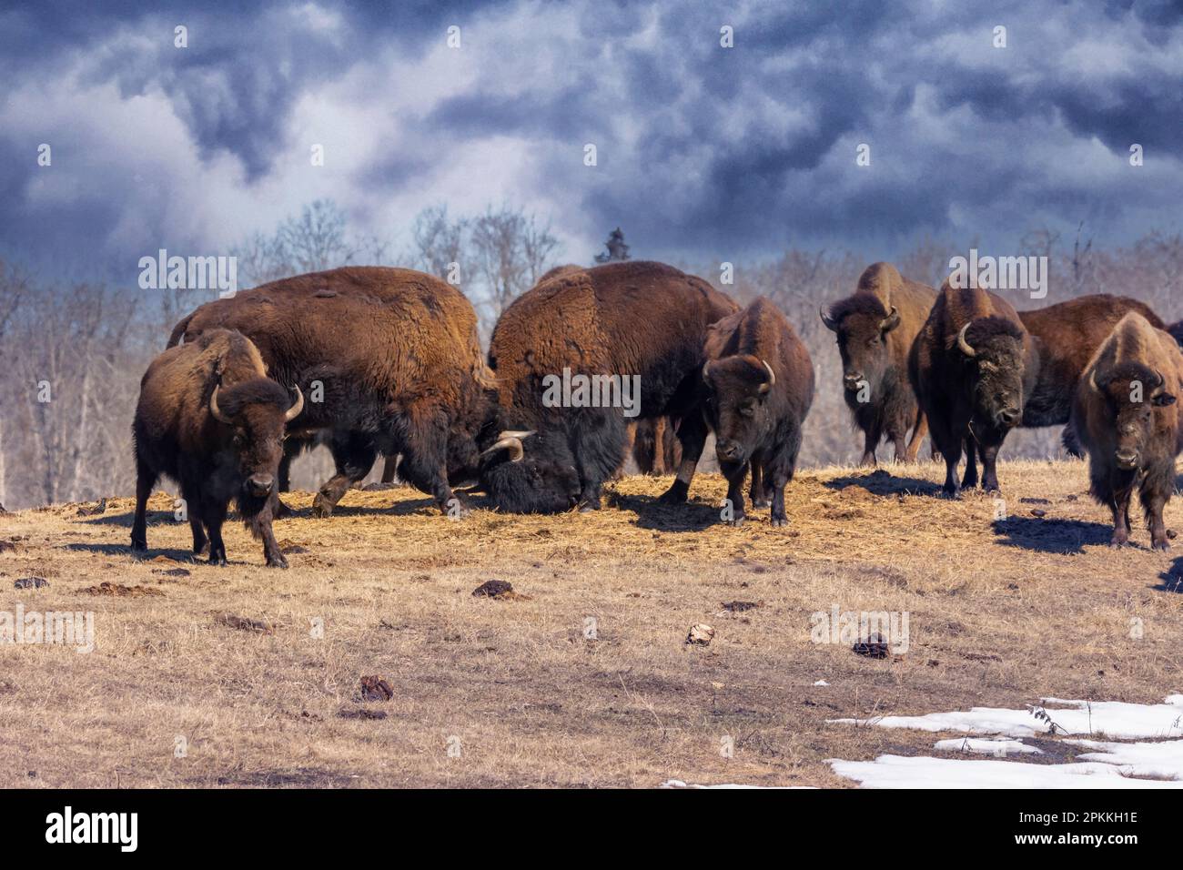 Bisons im Elch Island-Nationalpark in alberta, kanada Stockfoto