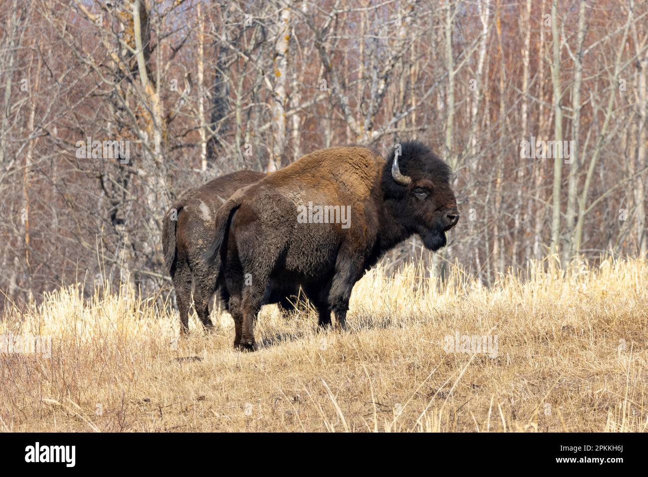 Bisons im Elch Island-Nationalpark in alberta, kanada Stockfoto