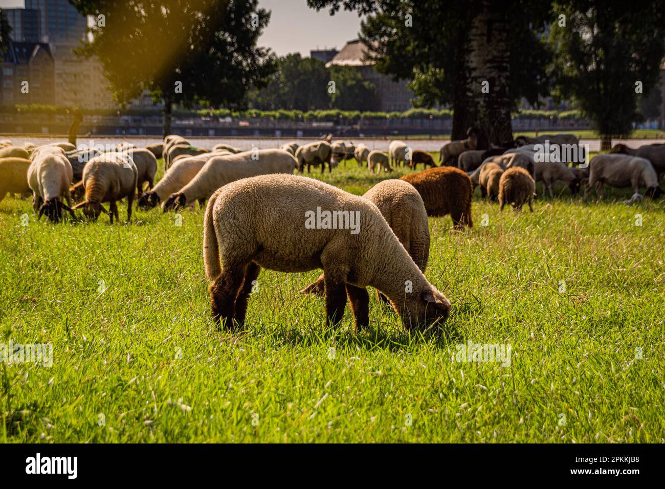 Schafe auf der grünen Wiese Stockfoto