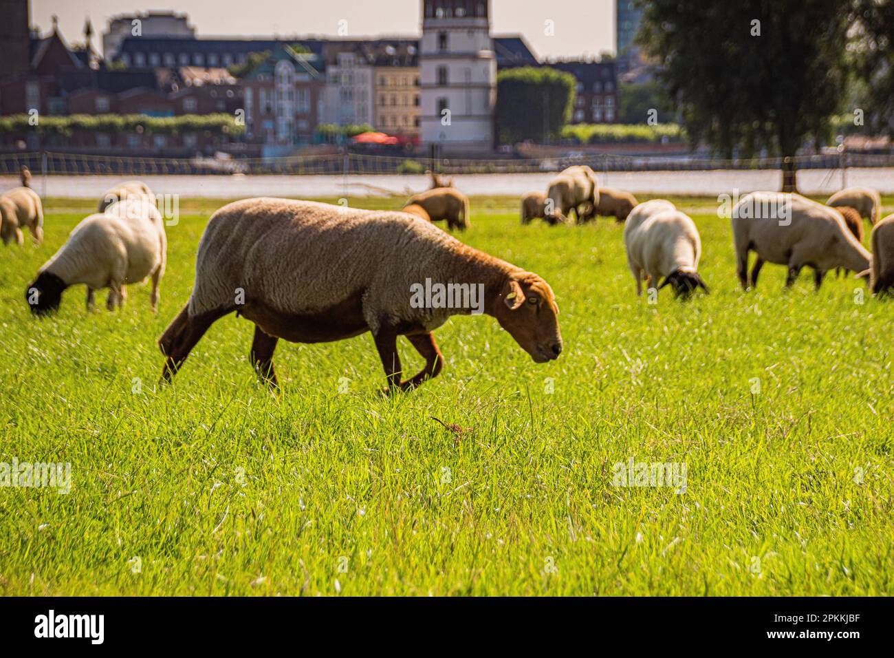 Schafe auf der grünen Wiese Stockfoto