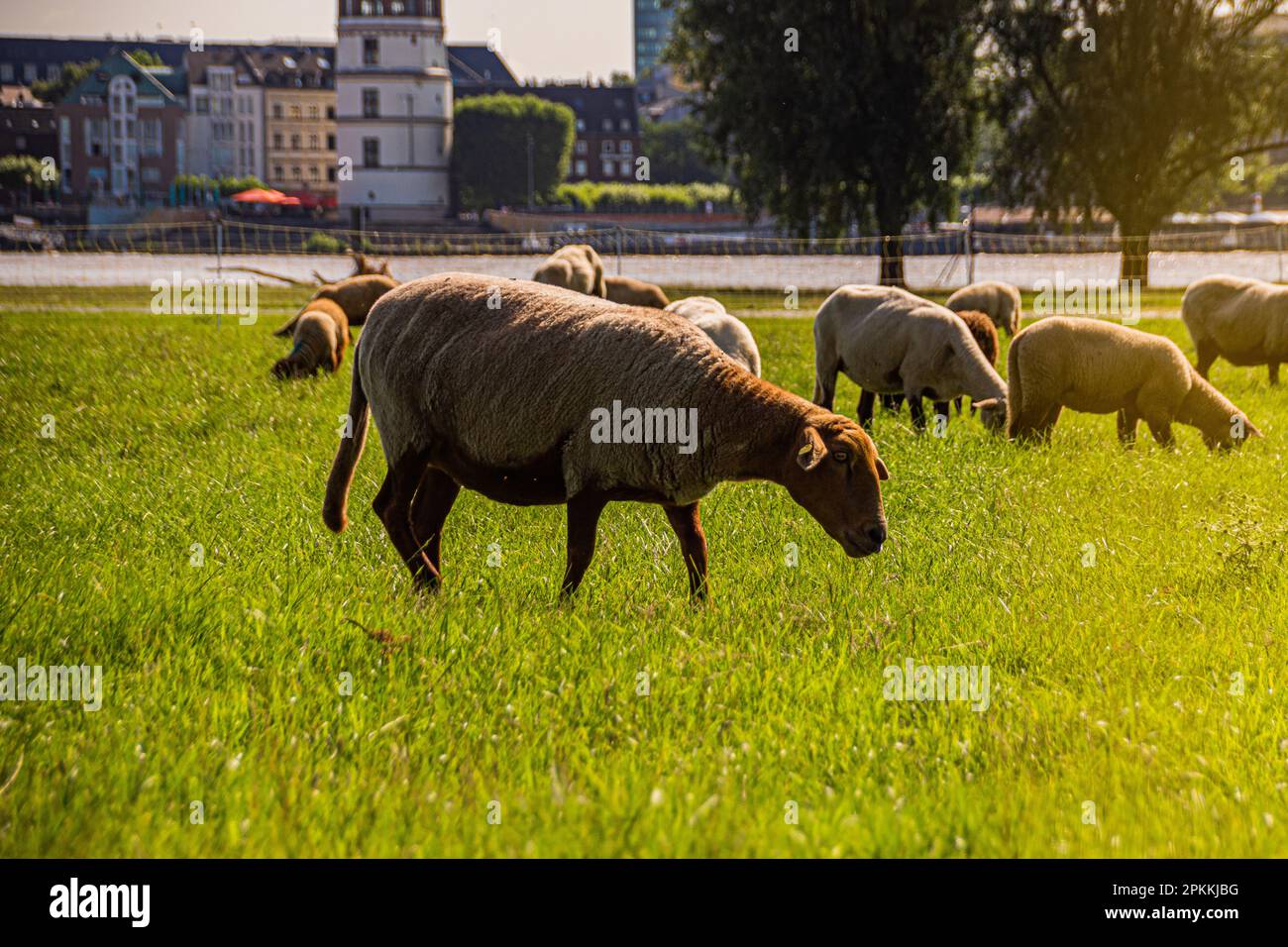 Schafe auf der grünen Wiese Stockfoto