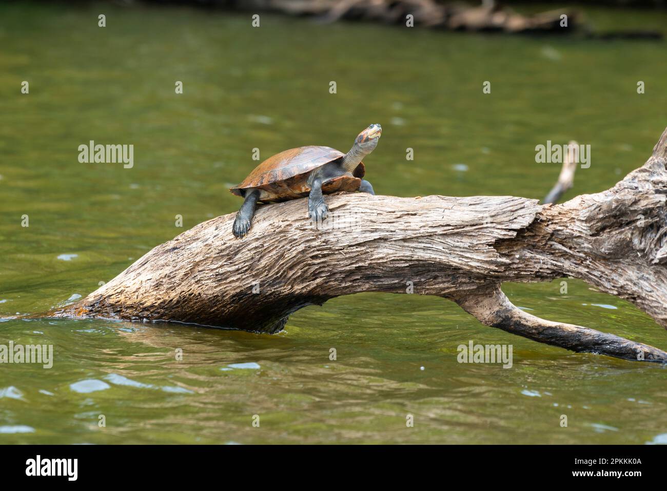 Gelbfleckenschildkröte (Podocnemis unifilis), Lake Sandoval, Tambopata National Reserve, Puerto Maldonado, Madre de Dios, Peru Stockfoto