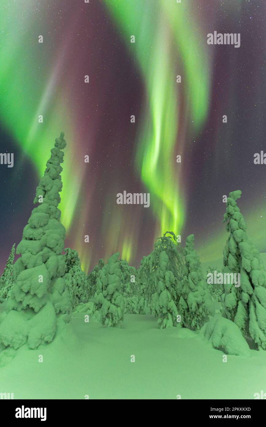 Gefrorene Bäume unter dem Tanz der Nordlichter (Aurora Borealis) in einer Sternennacht, Pallas-Yllastunturi Nationalpark, Muonio, Lappland, Finnland Stockfoto