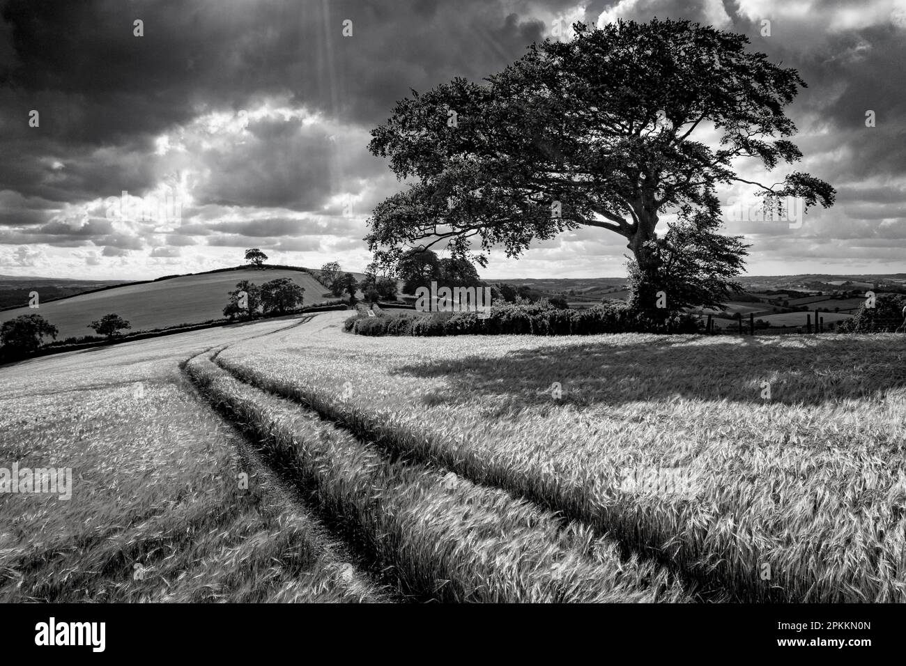 Erntefeld und windgepeitschte Baum, Devon, England, Vereinigtes Königreich, Europa Stockfoto